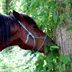 Pferd frisst Giftsumach (Gifteiche, Giftefeu)
